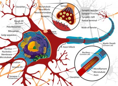 NEURONE SCHEMATIZZATO NEI DETTAGLI